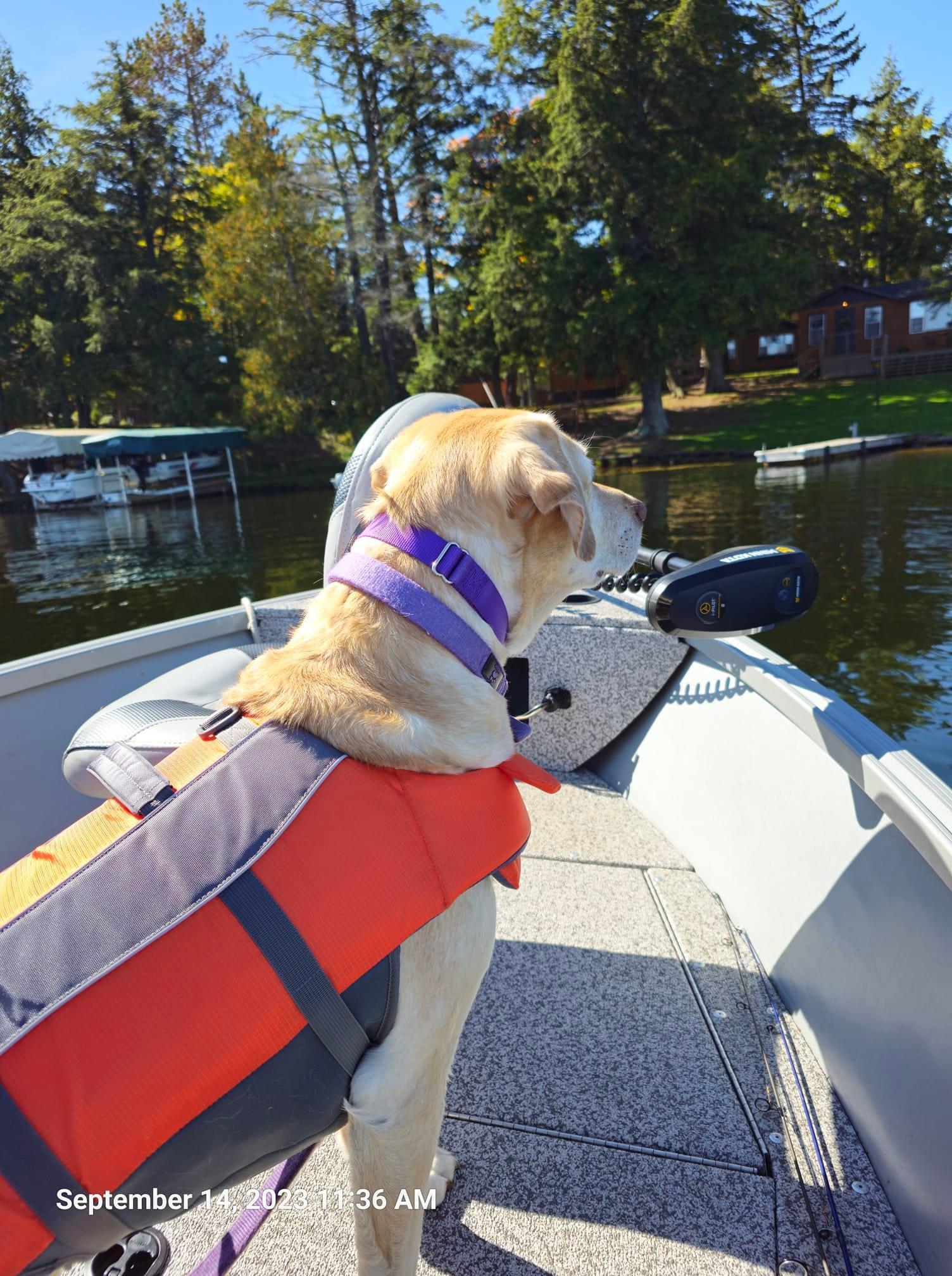 dog with a life preserver on a boat